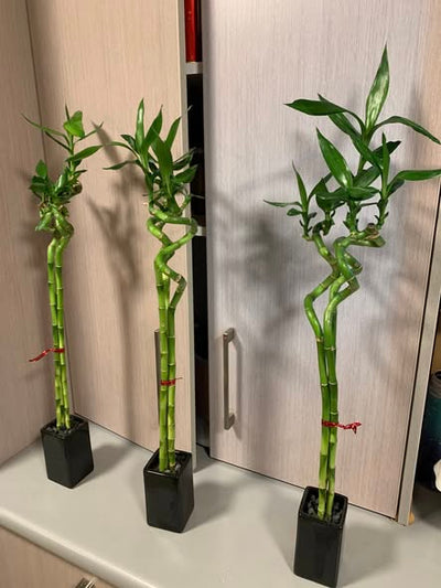 Lucky Bamboo Triples
