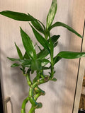 Lucky Bamboo Triples