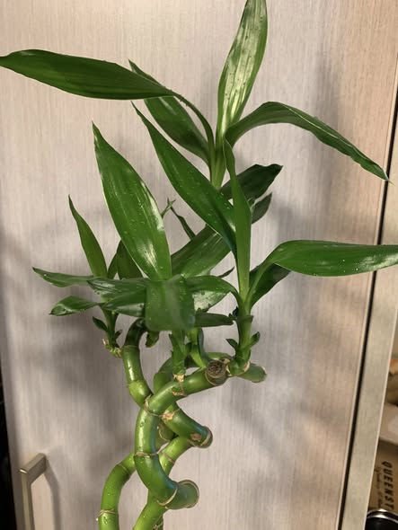 Lucky Bamboo Triples