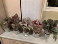 Begonias