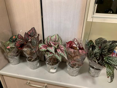 Begonias