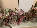Begonias