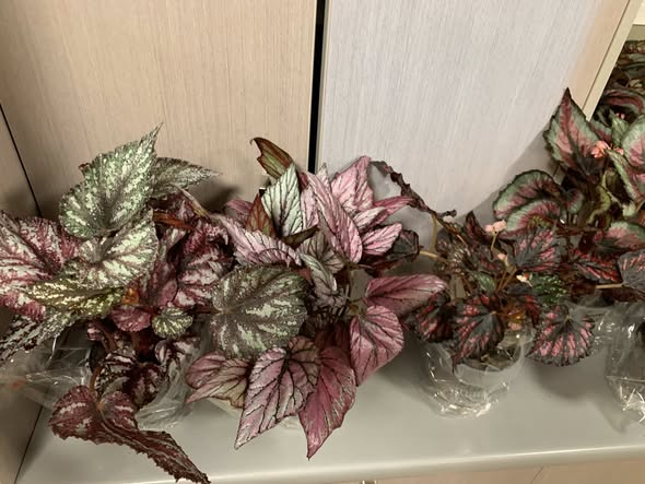 Begonias