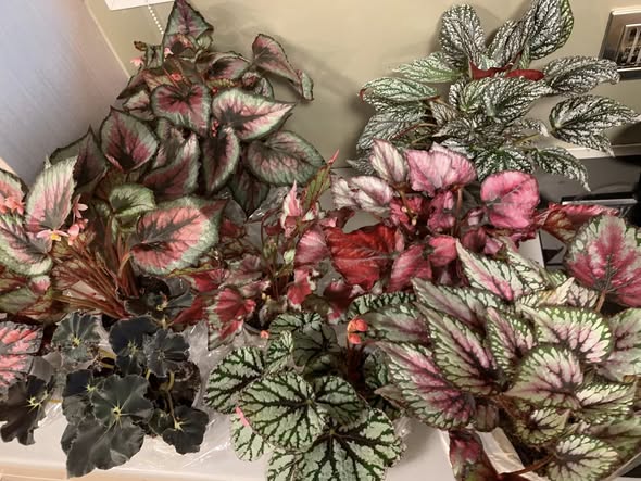 Begonias