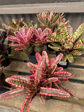 Bromeliads