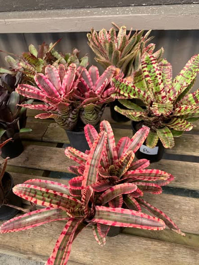 Bromeliads
