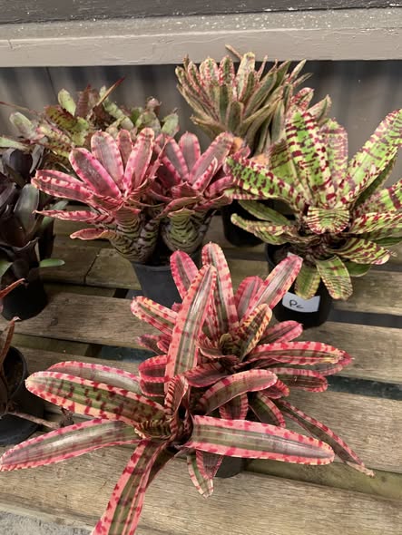 Bromeliads