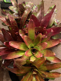 Bromeliads