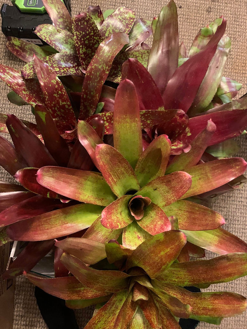 Bromeliads