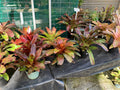 Bromeliads