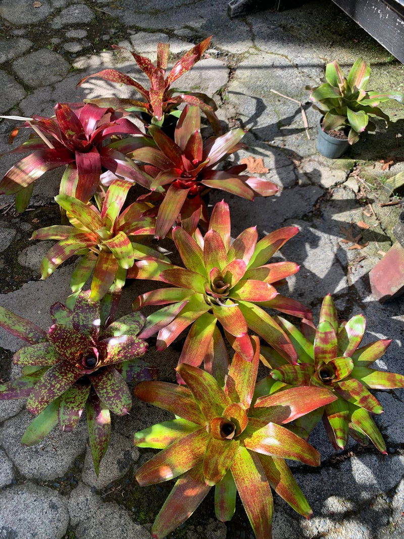 Bromeliads