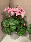 Cyclamen Illusion