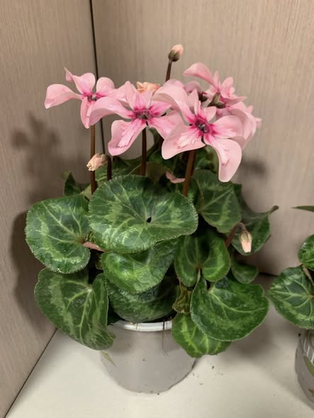 Cyclamen Illusion