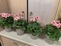 Cyclamen Illusion