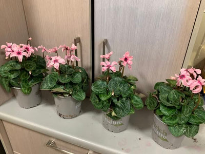 Cyclamen Illusion