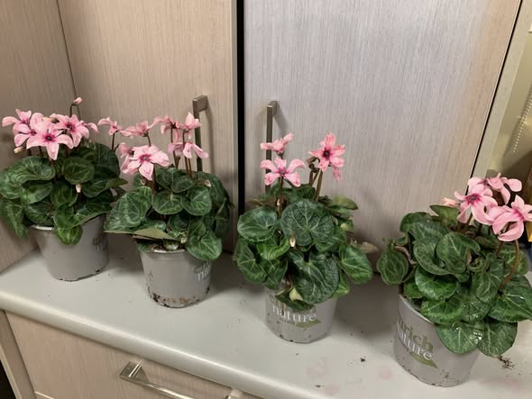Cyclamen Illusion