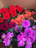 Dahlias