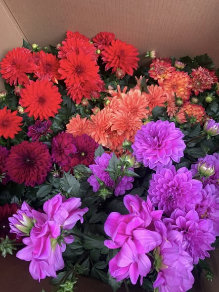 Dahlias