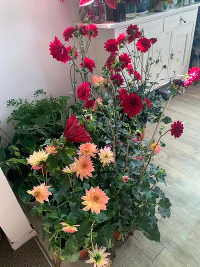 Dahlias