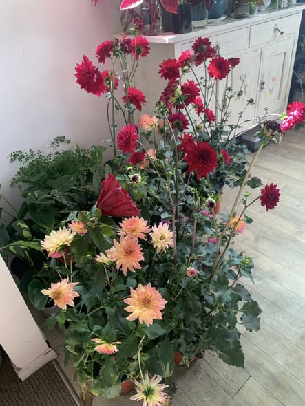Dahlias