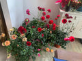Dahlias
