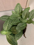 Fittonias