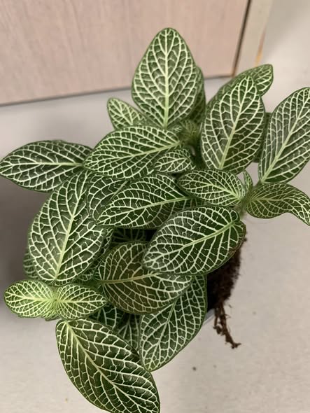 Fittonias