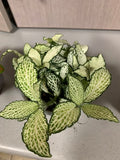 Fittonias