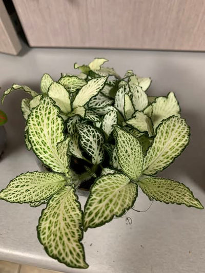 Fittonias