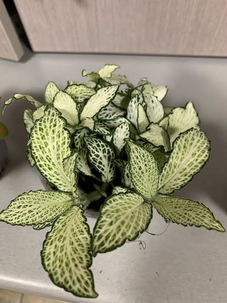 Fittonias