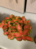Fittonias