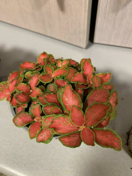 Fittonias