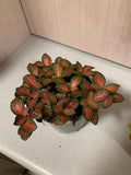 Fittonias
