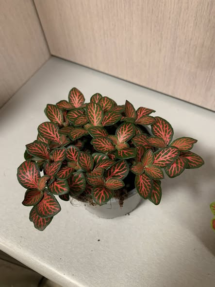 Fittonias