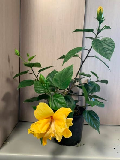 Gold Sovereign Hibiscus