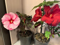 Hibiscus