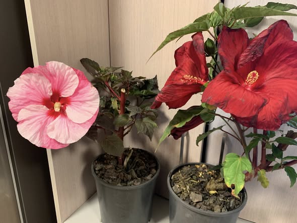 Hibiscus