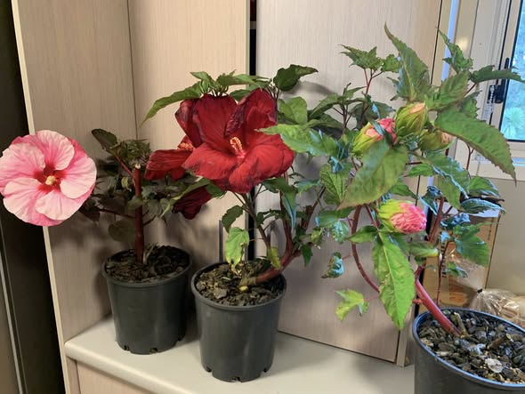 Hibiscus