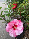 Hibiscus