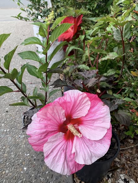 Hibiscus