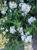 Hydrangeas