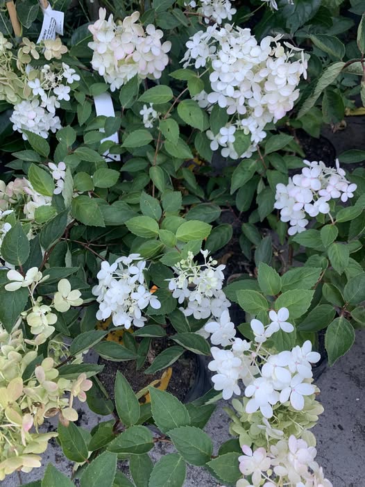 Hydrangeas