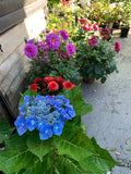 Hydrangeas