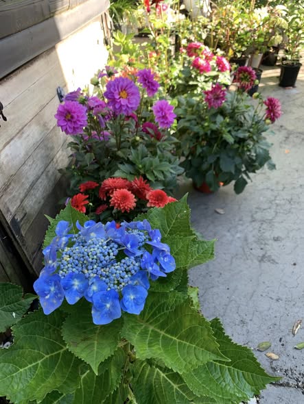Hydrangeas