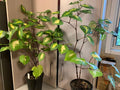 Gold Kawakawa