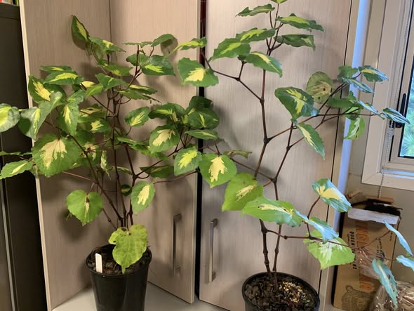 Gold Kawakawa