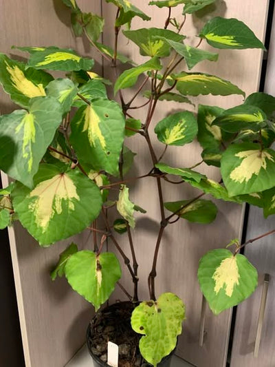 Gold Kawakawa