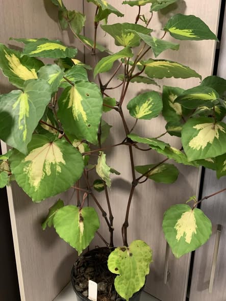 Gold Kawakawa