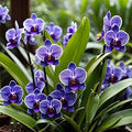 Strap Leaf Vanda Orchids