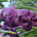 Strap Leaf Vanda Orchids